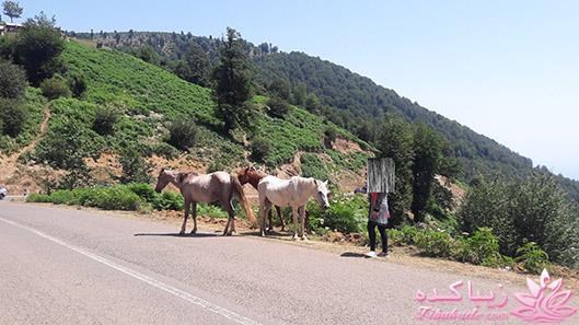 .:آلبوم عکسهای خودگرفته ما:.